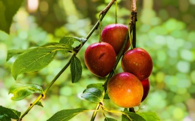 Trademark Question. If “5 Apples” is trademarked, does that mean that “Five Apples” is also trademarked?